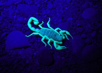 Descubra por que certos animais brilham na natureza sob luz ultravioleta