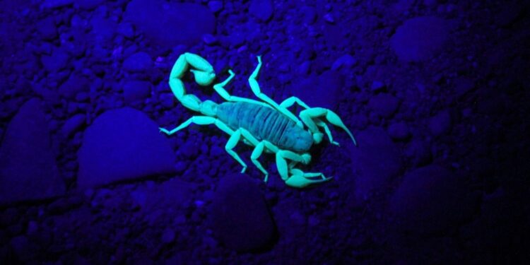 Descubra por que certos animais brilham na natureza sob luz ultravioleta