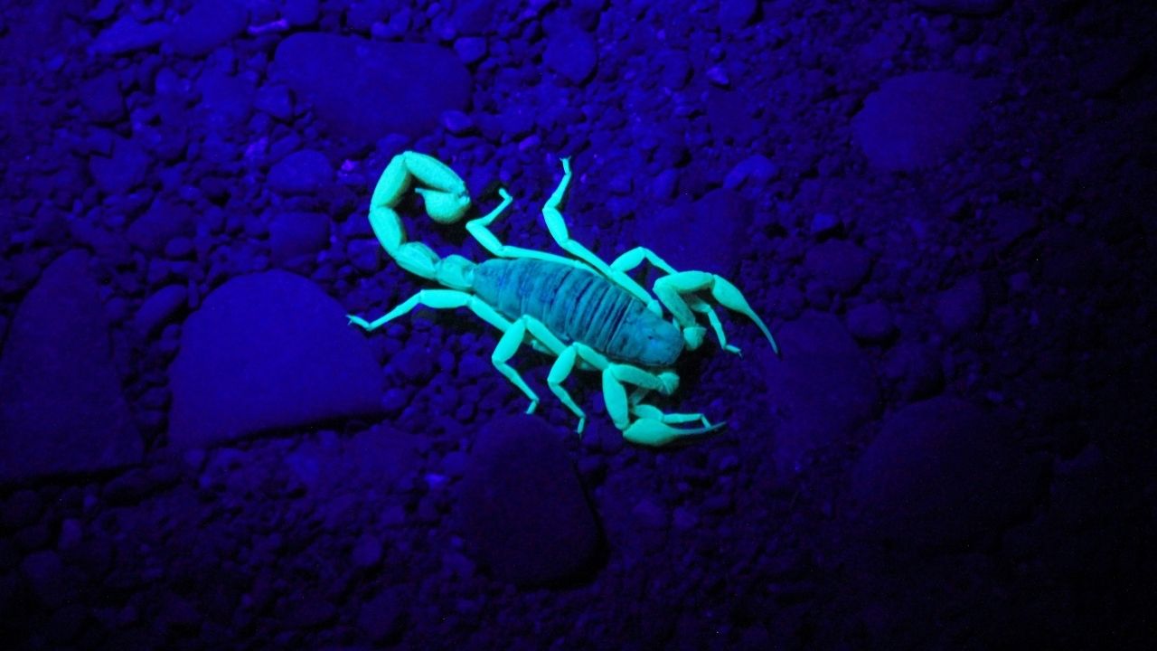 Descubra por que certos animais brilham na natureza sob luz ultravioleta