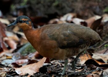 Foto: Luis Moraes/Inaturalist