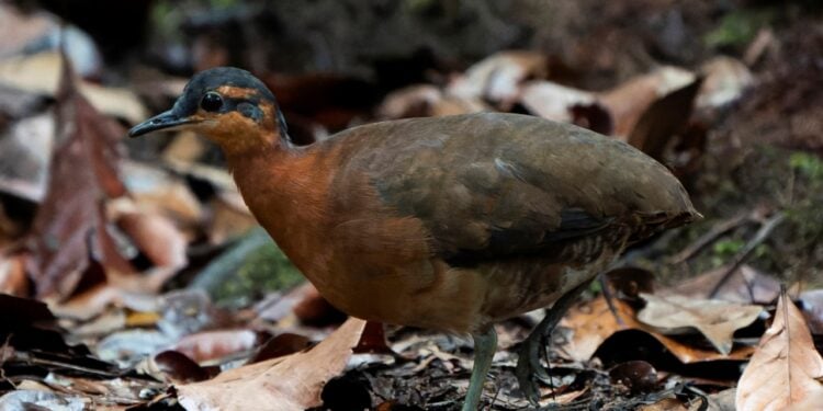 Foto: Luis Moraes/Inaturalist