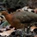 Foto: Luis Moraes/Inaturalist