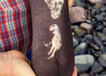 Reprodução/Facebook/Dr Dean Lomax - Palaeontologist