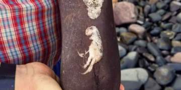 Reprodução/Facebook/Dr Dean Lomax - Palaeontologist