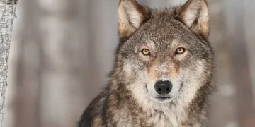 Lobo - Reprodução/iStock