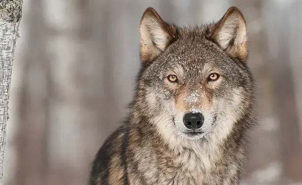 Lobo - Reprodução/iStock