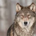 Lobo - Reprodução/iStock
