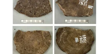 Reprodução/Journal of Quaternary Science
