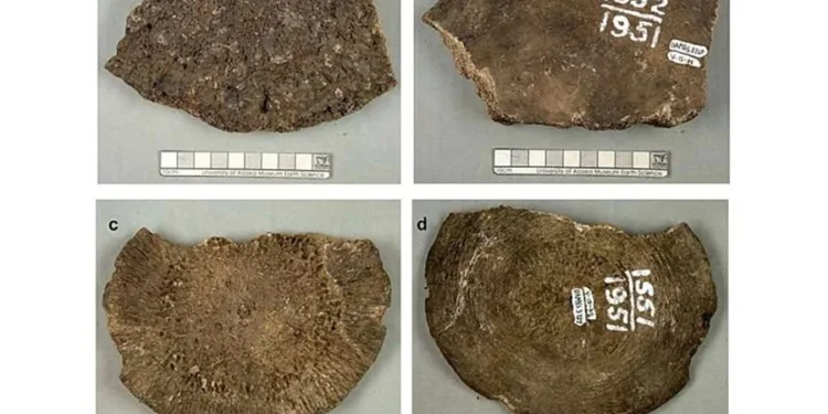 Reprodução/Journal of Quaternary Science