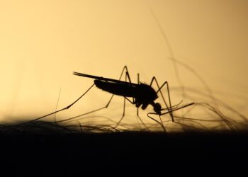Mosquitos odeiam essa planta muito fácil de ser cuidada - Imagem: Pixabay