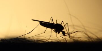 Mosquitos odeiam essa planta muito fácil de ser cuidada - Imagem: Pixabay