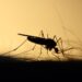 Mosquitos odeiam essa planta muito fácil de ser cuidada - Imagem: Pixabay