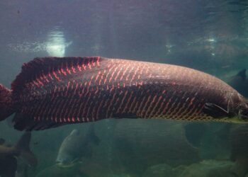 Esse peixe gigante de 200 kg respira fora d'água e virou terror de especialistas - Imagem: Reprodução/Redes Sociais