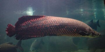 Esse peixe gigante de 200 kg respira fora d'água e virou terror de especialistas - Imagem: Reprodução/Redes Sociais