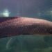 Esse peixe gigante de 200 kg respira fora d'água e virou terror de especialistas - Imagem: Reprodução/Redes Sociais
