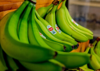 Banana verde pode transformar economia de cidade brasileira