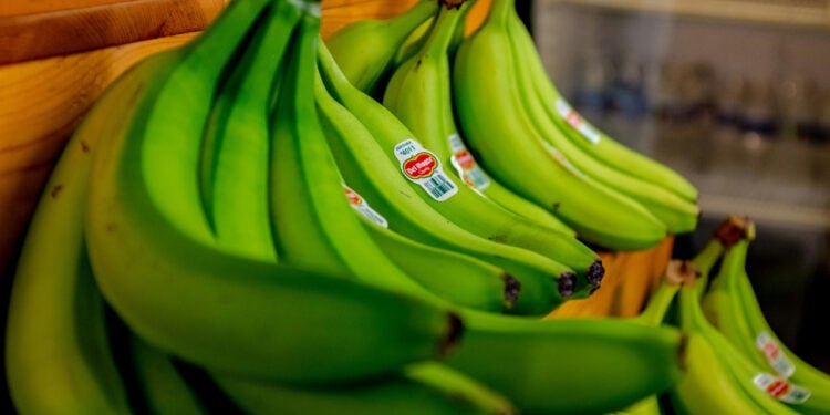 Banana verde pode transformar economia de cidade brasileira