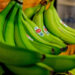 Banana verde pode transformar economia de cidade brasileira