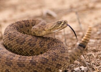 Pesquisadores descobrem risco inesperado em tratamento contra picada de cobra