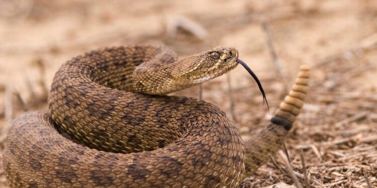 Pesquisadores descobrem risco inesperado em tratamento contra picada de cobra