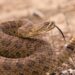Pesquisadores descobrem risco inesperado em tratamento contra picada de cobra