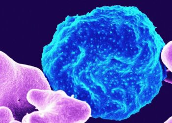 Estudo revela que parasita ainda vivo infecta cerca de um terço das pessoas no mundo