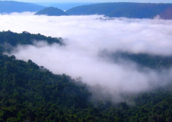 Pesquisa revela que neblina na Amazônia pode ter microorganismos vivos