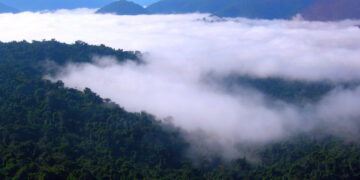 Pesquisa revela que neblina na Amazônia pode ter microorganismos vivos