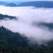 Pesquisa revela que neblina na Amazônia pode ter microorganismos vivos