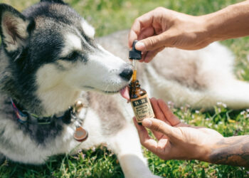 Hábito comum de tutores de animais pode afetar a saúde do pet
