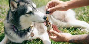 Hábito comum de tutores de animais pode afetar a saúde do pet