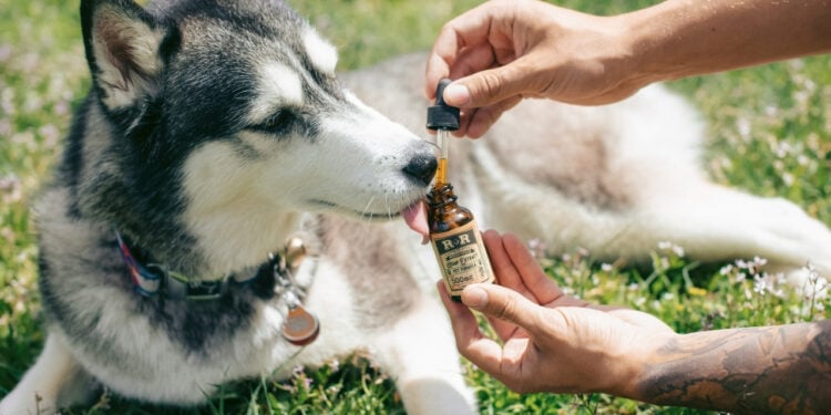 Hábito comum de tutores de animais pode afetar a saúde do pet