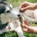 Hábito comum de tutores de animais pode afetar a saúde do pet