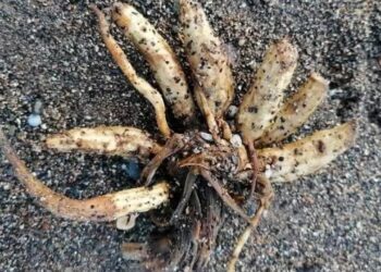 Descoberta de planta macabra e letal em área de praia acende alerta de turistas