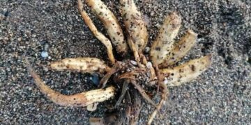 Descoberta de planta macabra e letal em área de praia acende alerta de turistas
