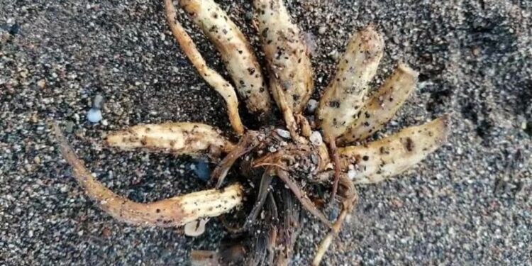 Descoberta de planta macabra e letal em área de praia acende alerta de turistas