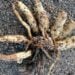 Descoberta de planta macabra e letal em área de praia acende alerta de turistas