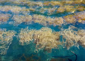 alga