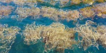 alga