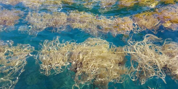 alga