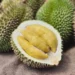 Durian - Reprodução/iStock