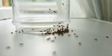 formigas