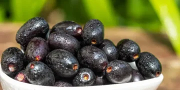 Jambolão - Reprodução/iStock