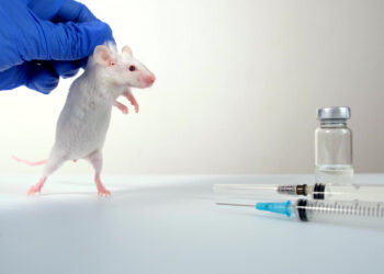 Rato - Reprodução/iStock