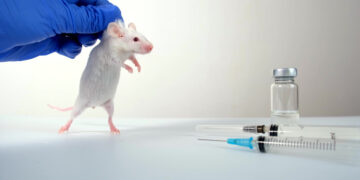 Rato - Reprodução/iStock