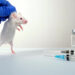 Rato - Reprodução/iStock