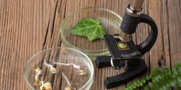 Evolução levou dois animais a um caminho sem retorno à terra