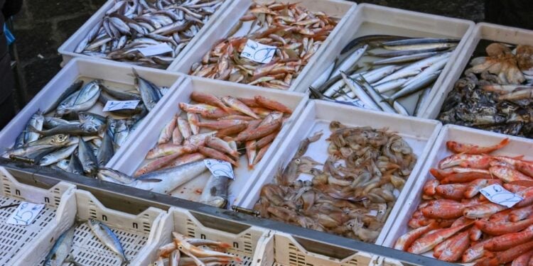 O peixe perfeito para quem deseja emagrecer com dieta