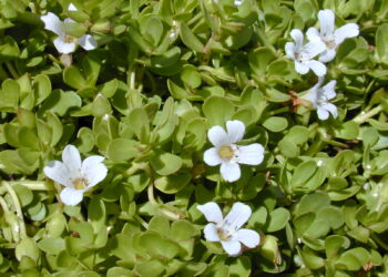 Bacopa monnieri - Reprodução