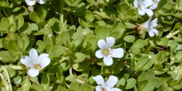 Bacopa monnieri - Reprodução
